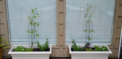 Outdoor Plants