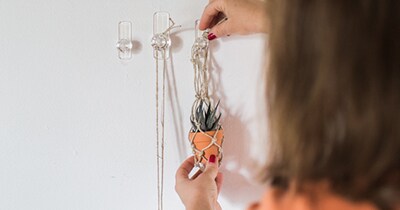 Add air plants
