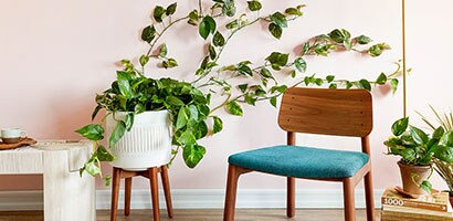The Easiest Way to Make an Indoor Plant Wall