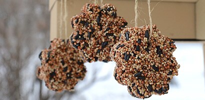 Bird Feeder