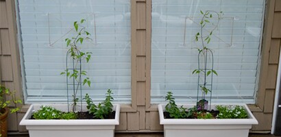 Gently weave each vining plant through the twine trellis above it and watch it continue to grow on the windows over the course of a few weeks
