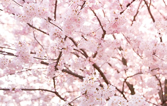 L'éveil du printemps - Cerisiers en fleur.
