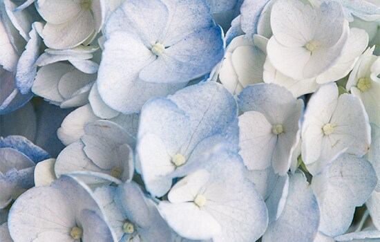 Hortensias bleus.
