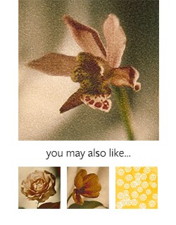 Daylily